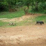 motorbiking_north_pakse_laos