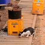 local_cat_eating_four_thousand_islands_laos