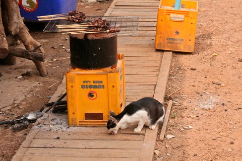 local_cat_eating_four_thousand_islands_laos