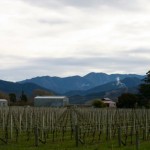 vinyards_blenheim