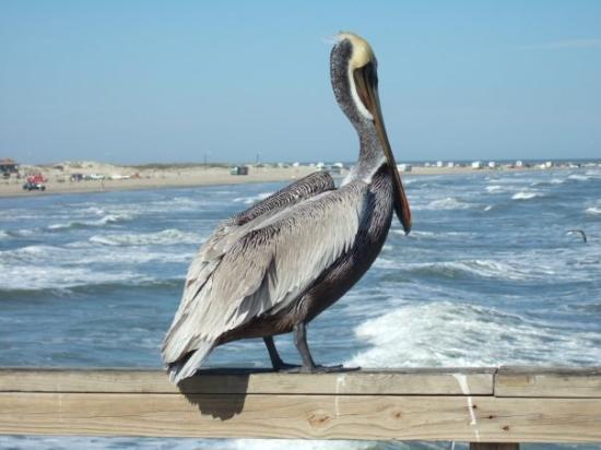 pelican