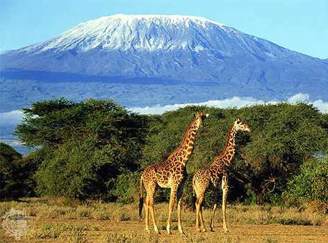 kilimanjaro