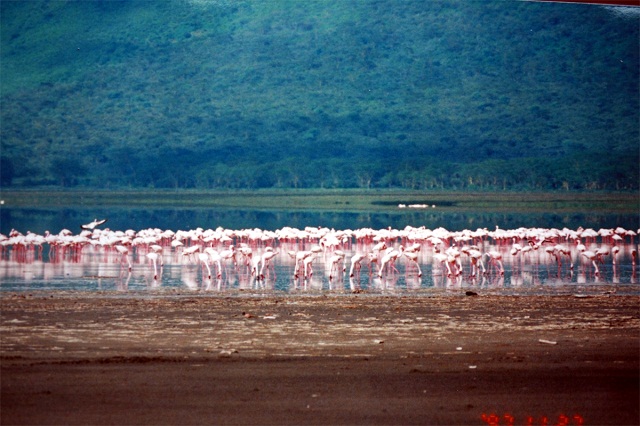 Flamingos_at_lake_Nakuru