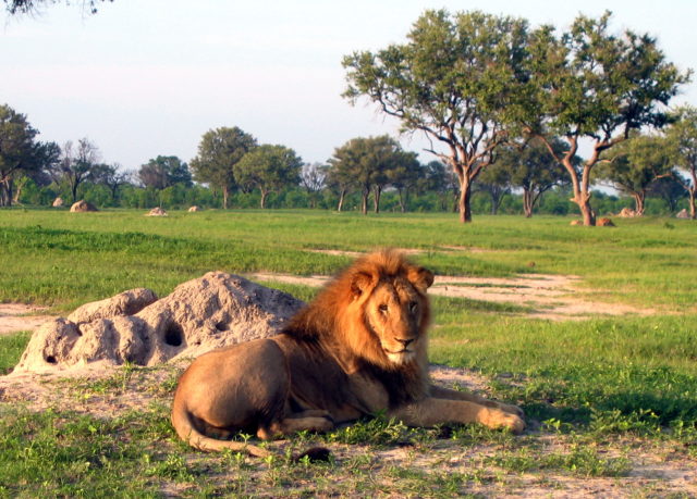 Lion-hwange