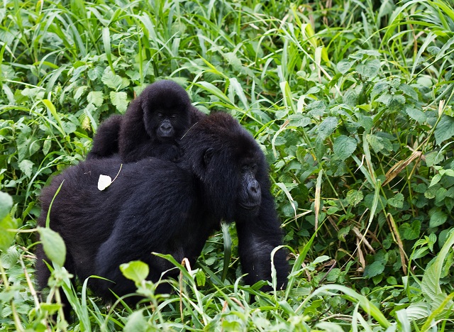 Virunga_Mountain_Gorilla_1