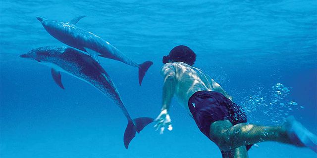 Swim with dolphins