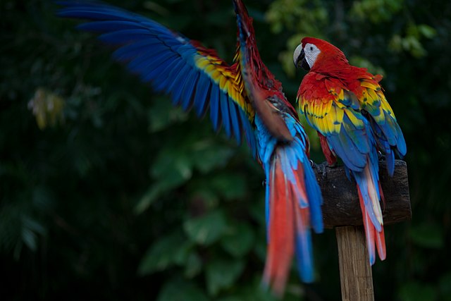 Belize wild life