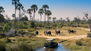 Wildlife Safari