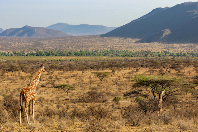 Wildlife Safari