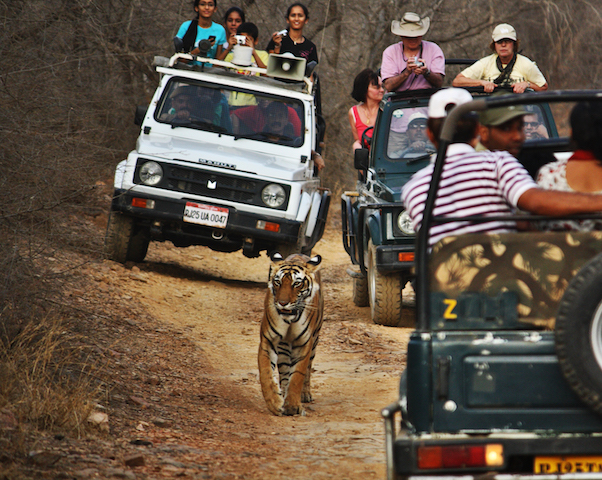 Wildlife Safari