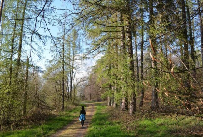 forest bathing