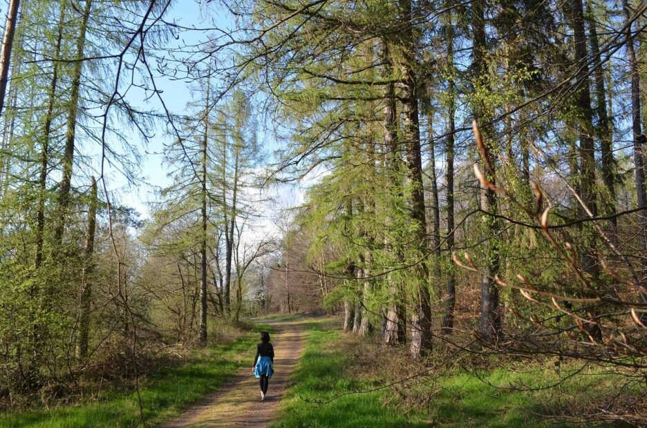 forest bathing