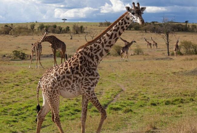 Best safari parks in Africa