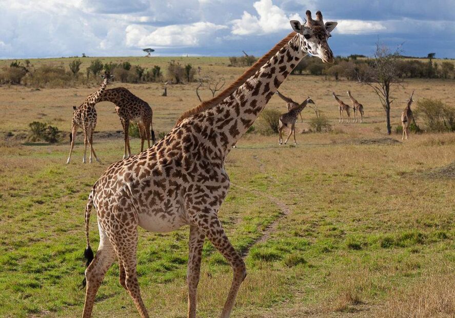 Best safari parks in Africa