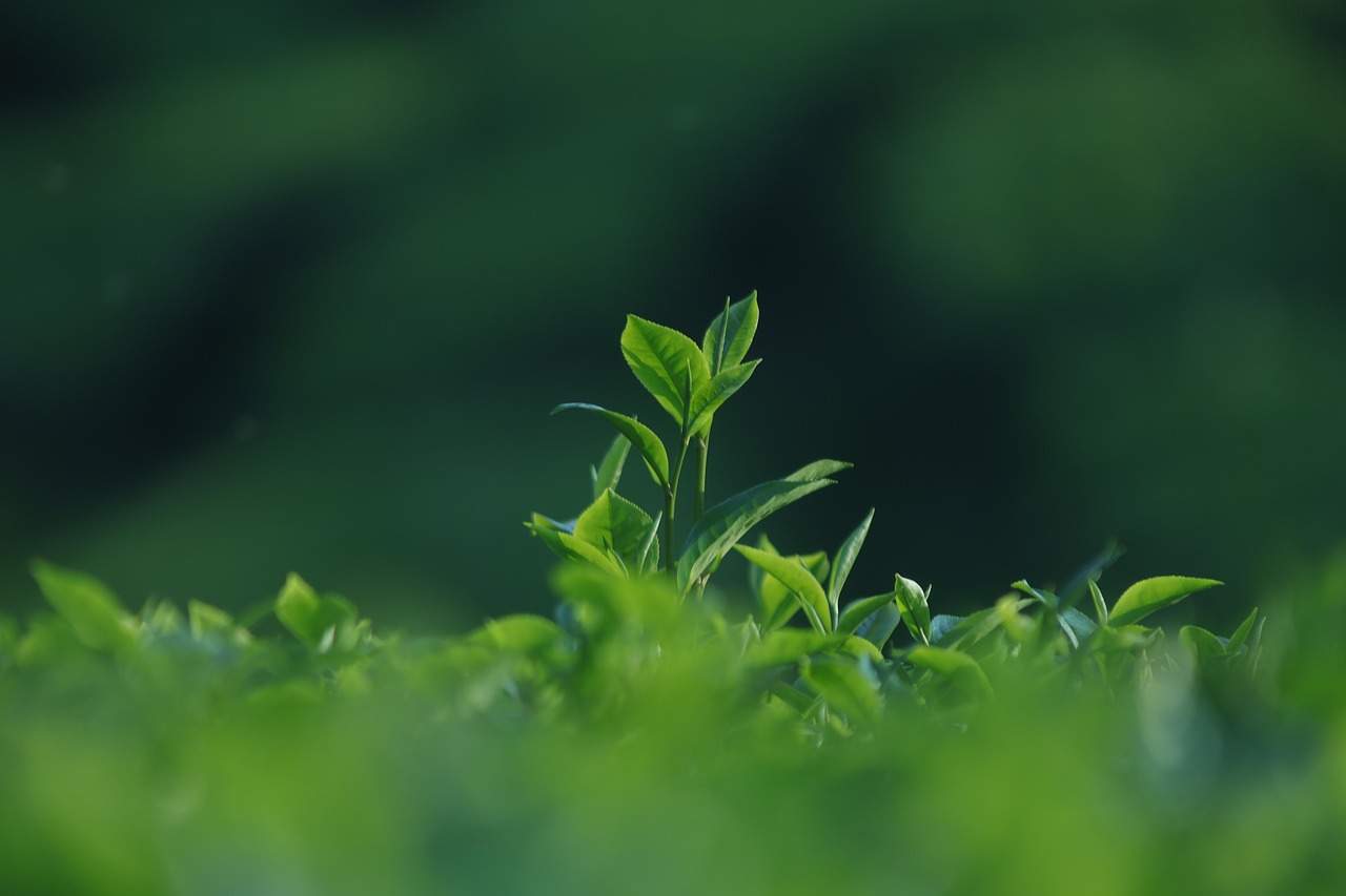 Tea Plantation